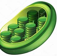 Image result for Chloroplasts Art