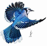 Image result for Blue Jay Bird Drawing