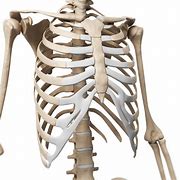 Image result for Human Rib Cage Prop