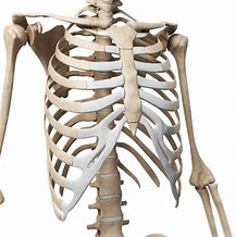 Image result for Flat Rib Cage