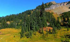 Image result for Pine Tree Landscape