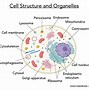 Image result for Human Cell Organelles