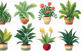 Image result for Pics of House Plants