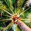 Image result for 4K Vector Art Palm Trees Wallpaper 4K