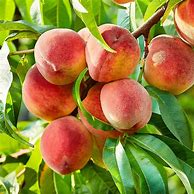 Image result for Contender Peach Tree