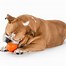 Image result for Chew Proof Dog Toys