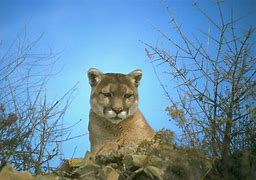 Image result for Mountain Lion Cougar Animal