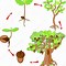 Image result for Apple Tree Life Cycle