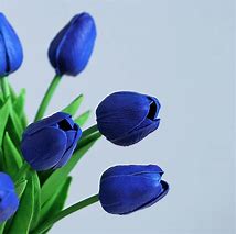 Image result for Royal Blue Tulips