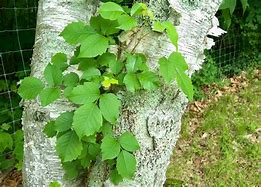 Image result for Poison Ivy Vine Growing Up a Tree