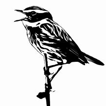 Image result for Bird Singing On Branch in Silhouette