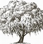 Image result for Black and White Graphic Art of Willow Tree Silhouette