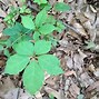 Image result for Poison Ivy Vine Growing Up a Tree