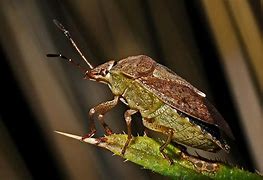 Image result for Lychee Shield Bug