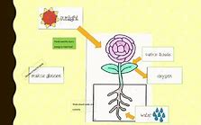 Image result for Light-Dependent Photosynthesis Diagram