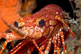 Image result for Lobster Close Up