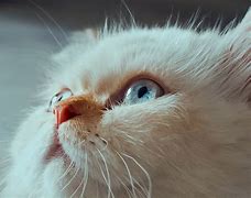 Image result for Beautiful Eyes Wallpaper