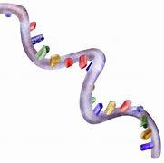 Image result for RNA Illustration