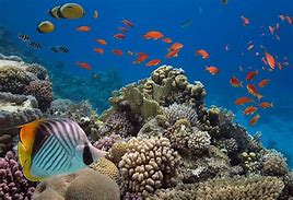 Image result for Animals Ocean Set