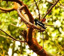 Image result for Bird Perched On a Branch