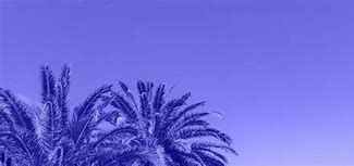 Image result for Palm Tree Border Silhouette