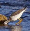 Image result for Small Long Beaked Birds