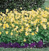 Image result for Columbine Early Bird Red ND Yellow