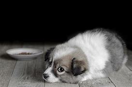 Image result for Fluffy Puppy Coloring Page