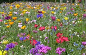 Image result for Annual Wildflowers