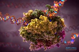 Image result for RNA Polymerase Labelled