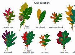 Image result for Northern Red Oak Tree Leaf