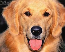 Image result for Golden Retriever Police Dog