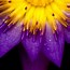 Image result for Bright Colorful Flowers Background