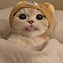 Image result for Cute Animal Zoom Pfps