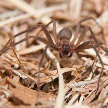 Image result for Juvenile Brown Recluse Spider