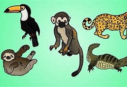 Image result for Rainforest Animals Drawing