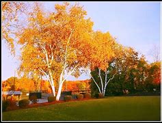 Image result for Birch Tree Top View