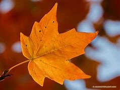 Image result for Single Fall Autumn Leaf