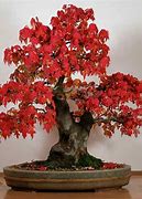 Image result for Full-Grown Bonsai Tree