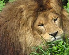 Image result for Lion Hunting Coloring Pages