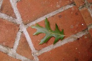 Image result for Oak Leaf Cut Out