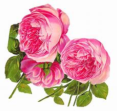 Image result for Hot Pink Flower Clip Art