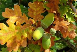 Image result for Fall Leaves Individual Oak