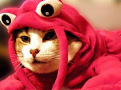 Image result for Funny Lobster