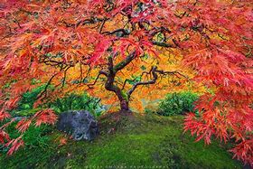 Image result for Maple Tree Graysh Green