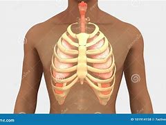 Image result for Human Rib Cage Filled with Chains