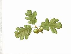 Image result for Oregon White Oak Tree Leaf