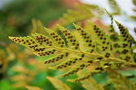 Image result for Fern Frond Spores