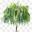 Image result for Willow Tree Branch Illustration