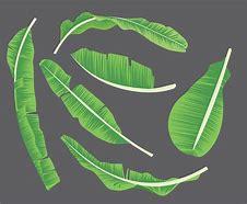 Image result for Banana Leaf Drawing